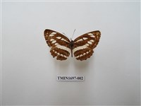 藏品(豆環蛺蝶)的圖片